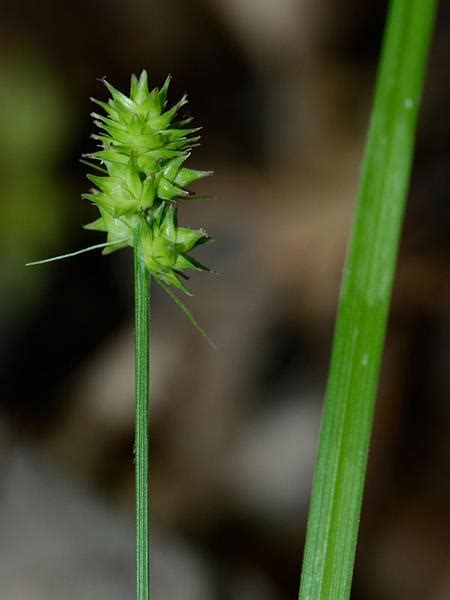 Carex Cephalophora Detail Fsus