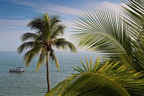 Palm Trees And Boat On North Channel Of By Richard Ianson