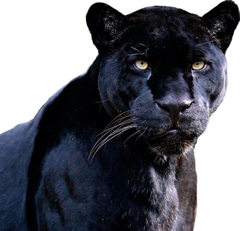 Download Blackpanther Panther Panthers Freetoedit Black Jaguar