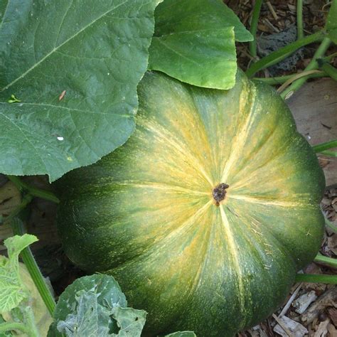Pumpkin Musquee De Provence Seeds The Seed Collection