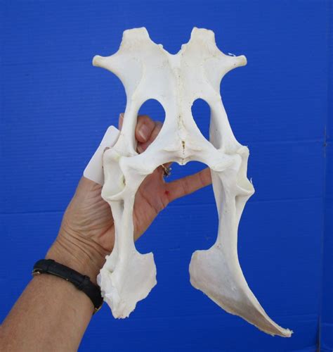 11 12 By 6 12 Inches Real Whitetail Deer Pelvis Bone For Sale