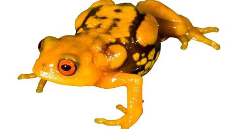 Indias Maverick Frog Man Bbc News