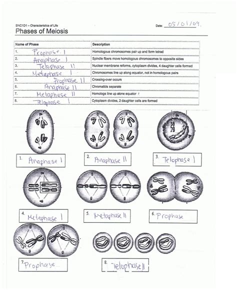 Cells alive webquest answer key part c one response to cells alive mitosis cell parts and mitosis phase worksheets comments (rss) nikan latifi says: Phases Of Meiosis Worksheet Answers - Thekidsworksheet