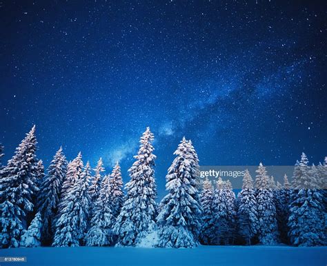 Winter Forest Under The Stars High Res Stock Photo Getty Images