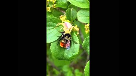 Native Bees And Blueberry Pollination In Prince Edward Island Youtube