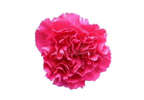 Close Up Of Dark Pink Carnation Flowers Isolated On White Background
