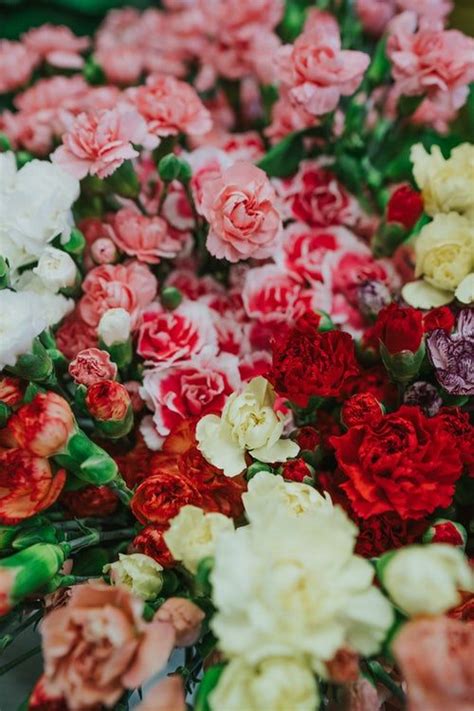 Selective Focus Photography Of Assorted Color Rose Flowers Flower