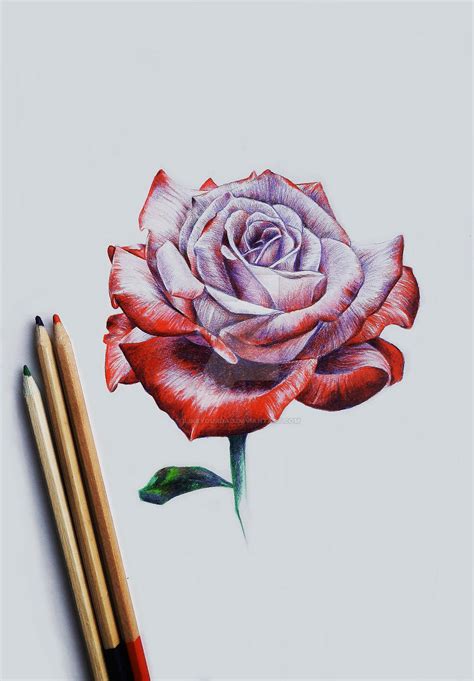 Rose Coloured Pencil Drawing By Ilikeyourdad On Deviantart