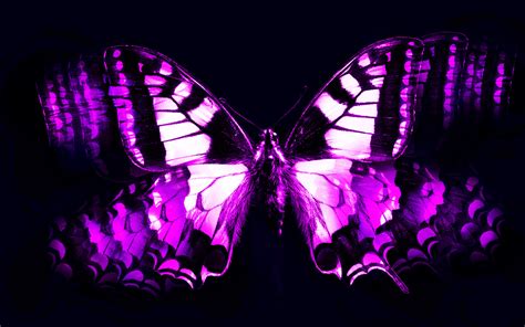 Black Butterfly Background 59 Images