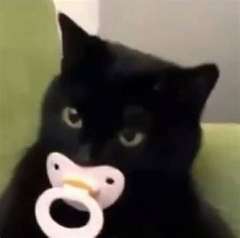 Pin By Bunny On Gatox Cute Cat Memes Funny Cats Cat Memes