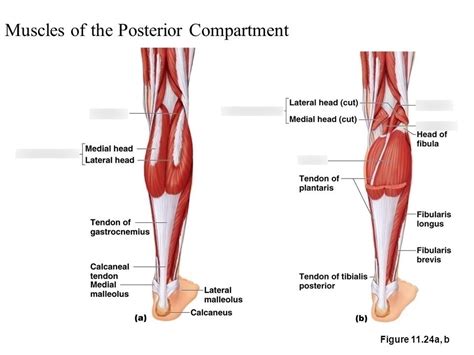 Posterior Compartment Of The Leg Slidedocnow