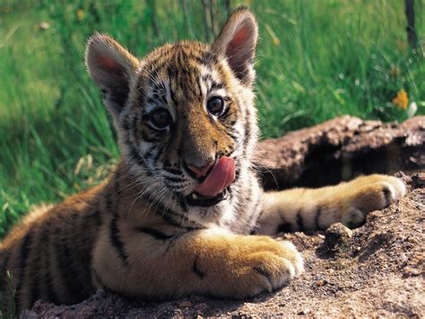 Tiger Cub Baby Animals Photo 19892802 Fanpop