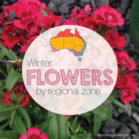Winter Flowers Planting Guide Australian Temperate Zones Seeds