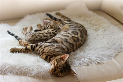 Bengal Cat And Kitten Sleeping On Sofa Free Photo Download Freeimages