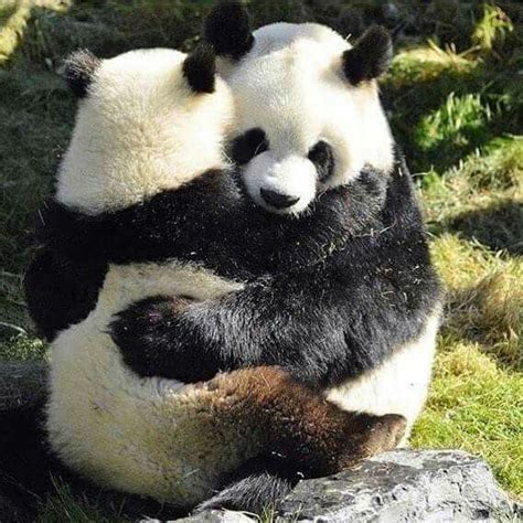 Pin By Linda Gaddy On Bears Panda Bear Panda Hug Baby Panda Bears