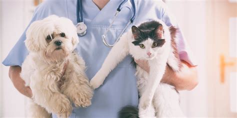 Your Pet Hospital in McAllen - Valley Animal Hospital