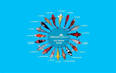 Koi Varieties: A Beginner’s Guide