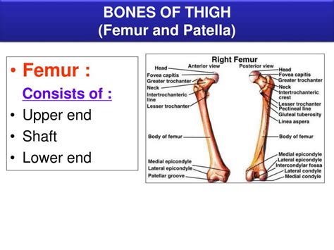 Ppt Bones Of Lower Limb Powerpoint Presentation Free Download Id