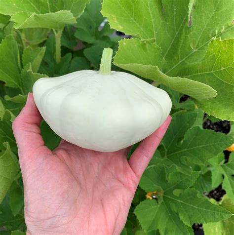 How To Grow Patty Pan Scallop Squash Okra In My Garden