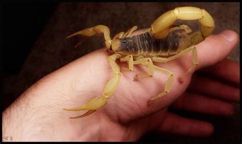 How To Treat A Scorpion Sting 9 Steps