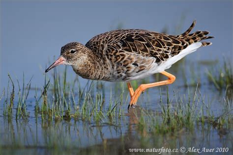 Philomachus Pugnax Pictures Ruff Images Nature Wildlife Photos NaturePhoto