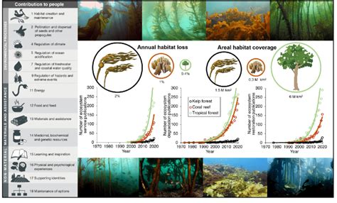 Kelp Forests Are Overlooked Ecosystems For Restoration Kelp Forests
