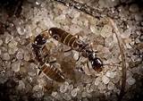 Photos of Termite Baby