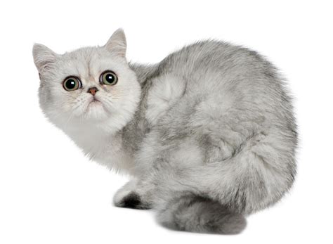 Cat Exotic Shorthair Traits And Pictures