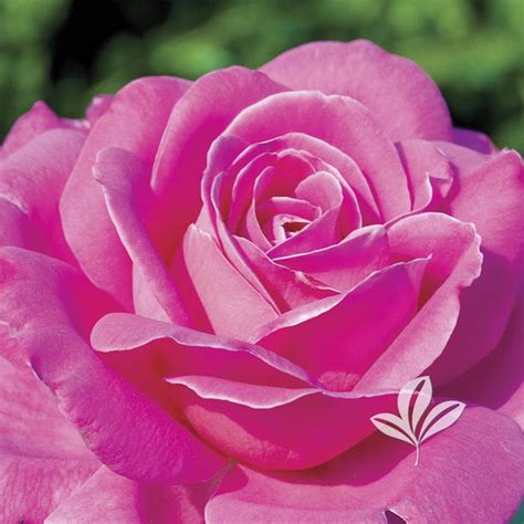 Rosa Rosa Pink Peace Pink Peace Hybrid Tea Rose From Greenleaf Nursery
