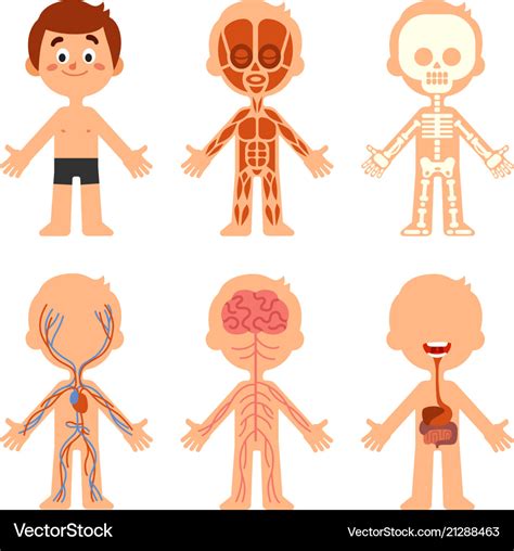Cartoon Human Body Anatomy