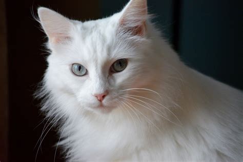 Blog And Journal How To Find Best White Kittens For Sale Blog And Journal