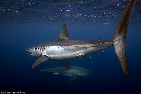 The Best Shark Dive In The World Five Meter Gws