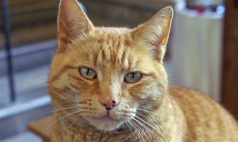 Semi Feral Cathedral Cat Suspected Of Attacking Dogs In