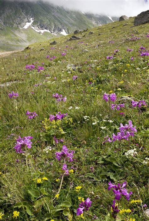 Flowering Mountain Grassland Turkey Stock Image C0223613