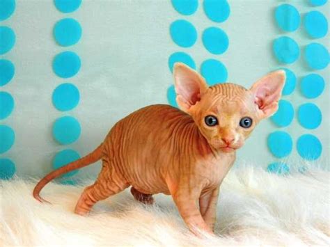 A breeder of a breeder of canadian sphynx and bambino, sale kittens , possible shipping. SPHYNX KITTENS AVAILABLE FROM VELVET TAILS CATTERY FOR ...