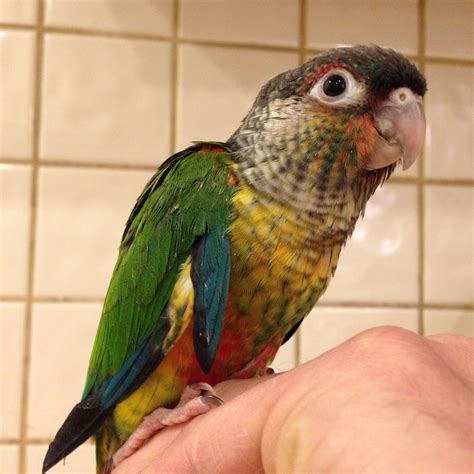 Green Cheek Conure Parrots For Sale Online Live Parrots