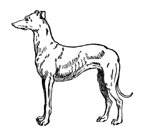Free Free Cliparts Greyhound, Download Free Free Cliparts Greyhound png images, Free ClipArts on ...