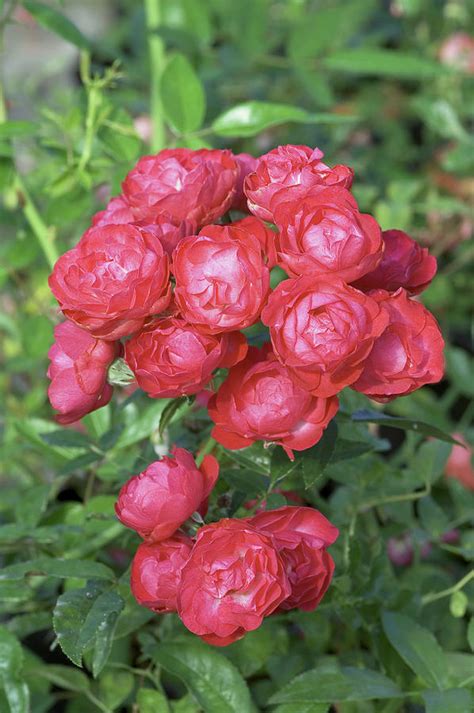 Miniature Rose Rosa Fete Des Meres Photograph By Brian Gadsby