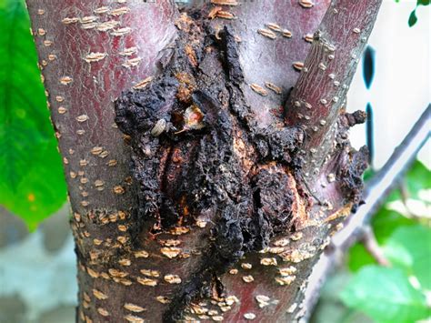 Bacterial Canker Control How To Treat Bacterial Canker On Trees