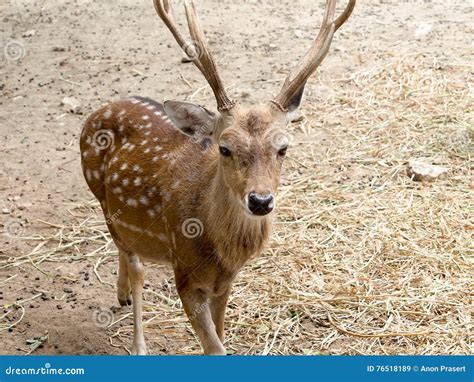 Sika Deer Buck Stock Image Image Of Deer Hunter Antilop 76518189