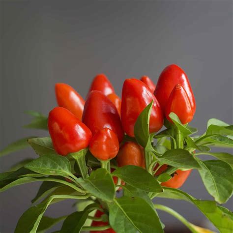 You can start your bell pepper plant indoors. Growing Hot Peppers Indoors: The Basics - PepperScale