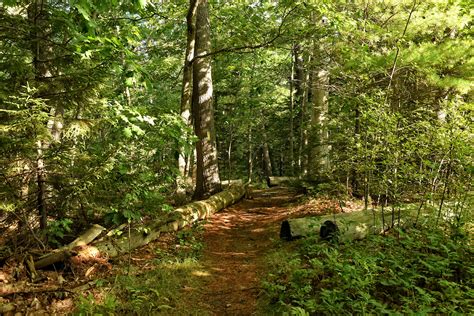 Follow The Tracks To Skolfield Shores Harpswell Heritage Land Trust