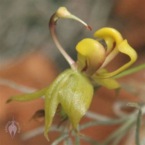 Orchids That Look Like Animals Mimicry And