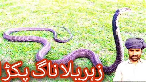 Cobra Snake Snake In Village Pakistan Amazing Snake Catch Big