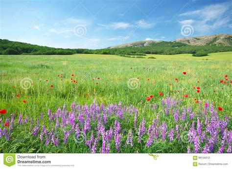Green Meadow In Mountain Stock Photo Image Of Cloud 99135512