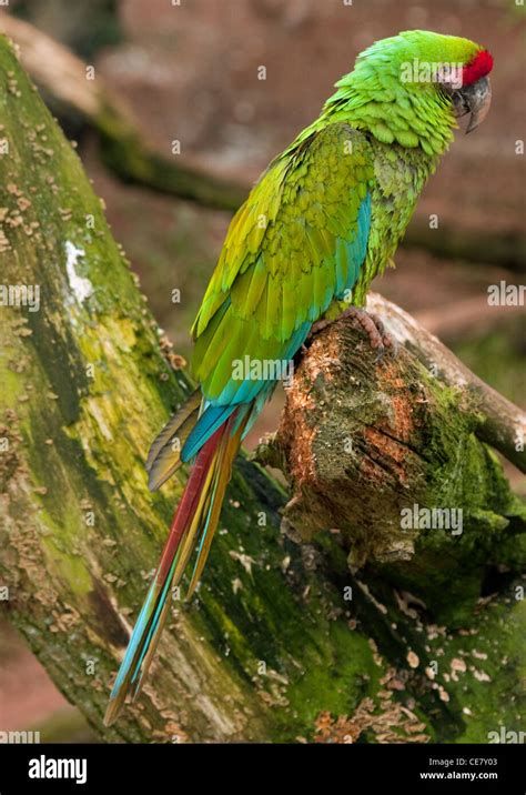 Great Green Macaw Ara Ambiguus Stock Photo Alamy