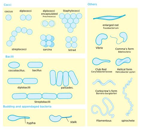 Types And Structure Of Bacteria ScienceAid