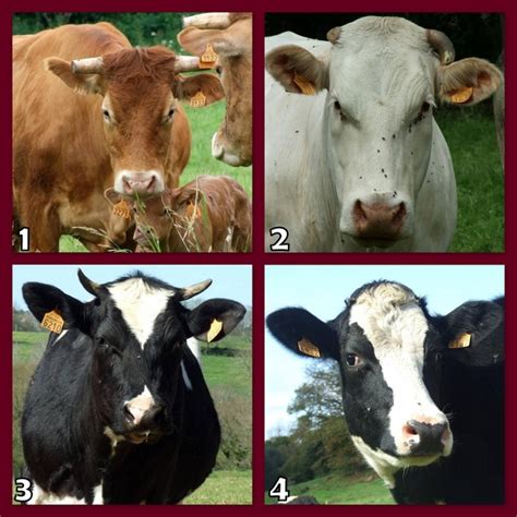 What Is The Name Of A Female Cattle