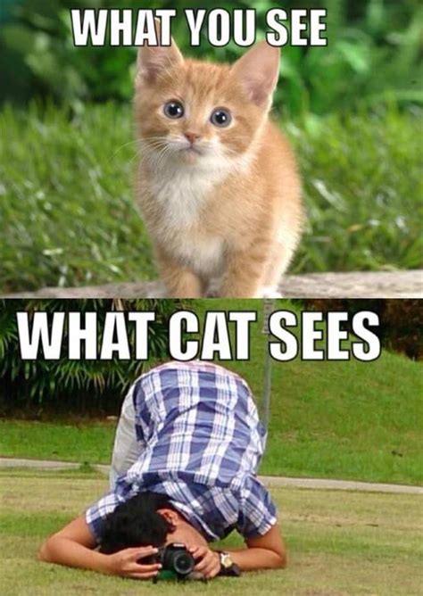 We also share information about your use of our site with our advertising, multimedia and analytics partners. Sunday Afternoon Funny Pictures - 65 Pics