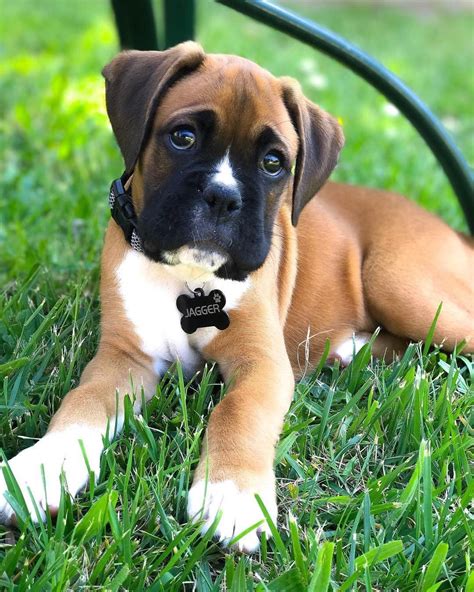 Lindo Cute Boxer Puppies Boxer Puppy Dogs And Puppies Beagle Pups